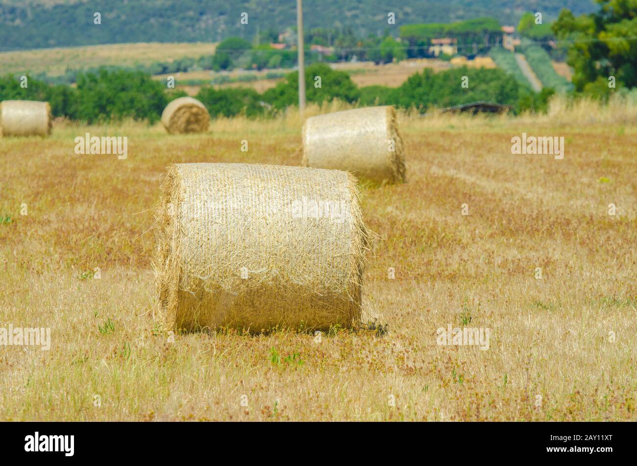 Field with rolls of hay on summer day Stock Photo - Alamy