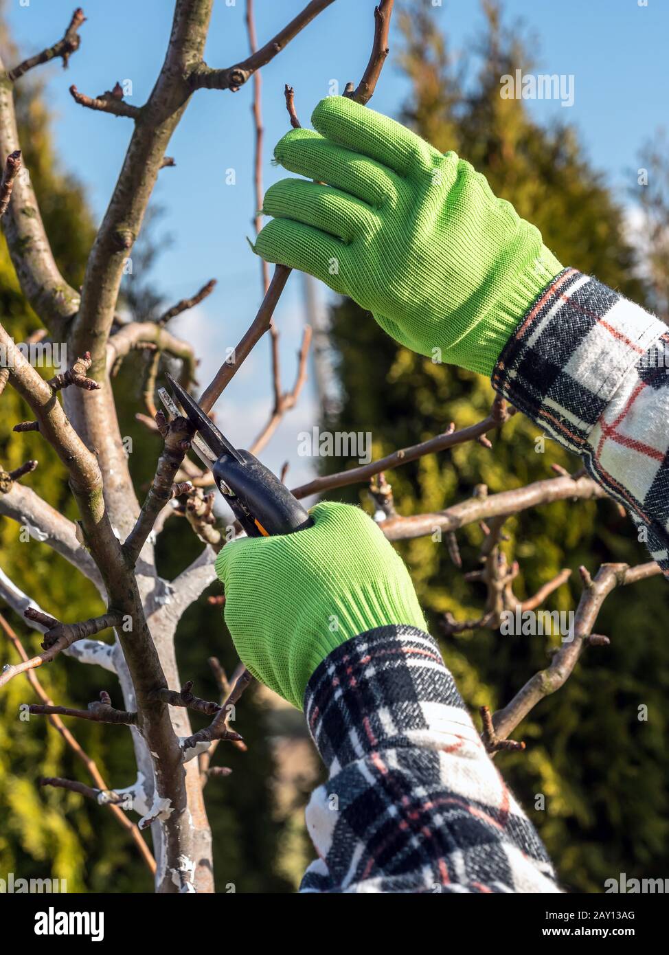 Closeup of gardener's hands pruning fruit tree branches with pruners