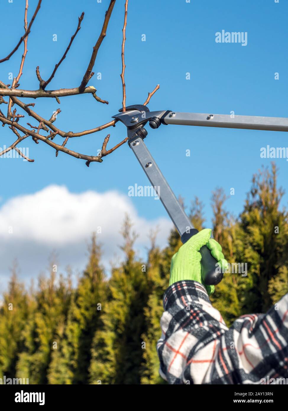 Pruning fruit tree hi-res stock photography and images - Alamy