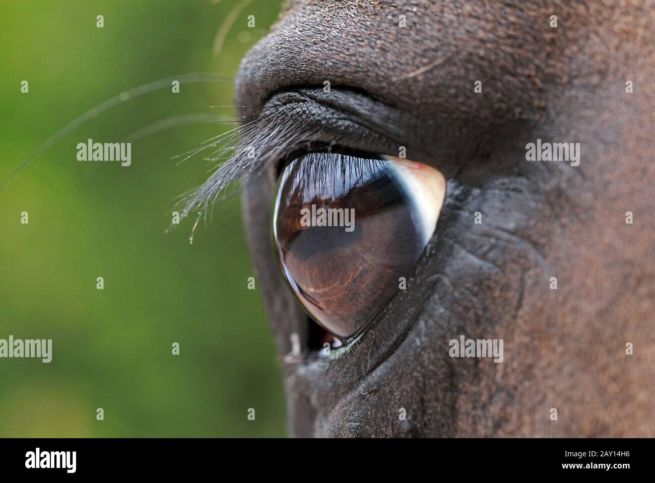 horse's eye Stock Photo