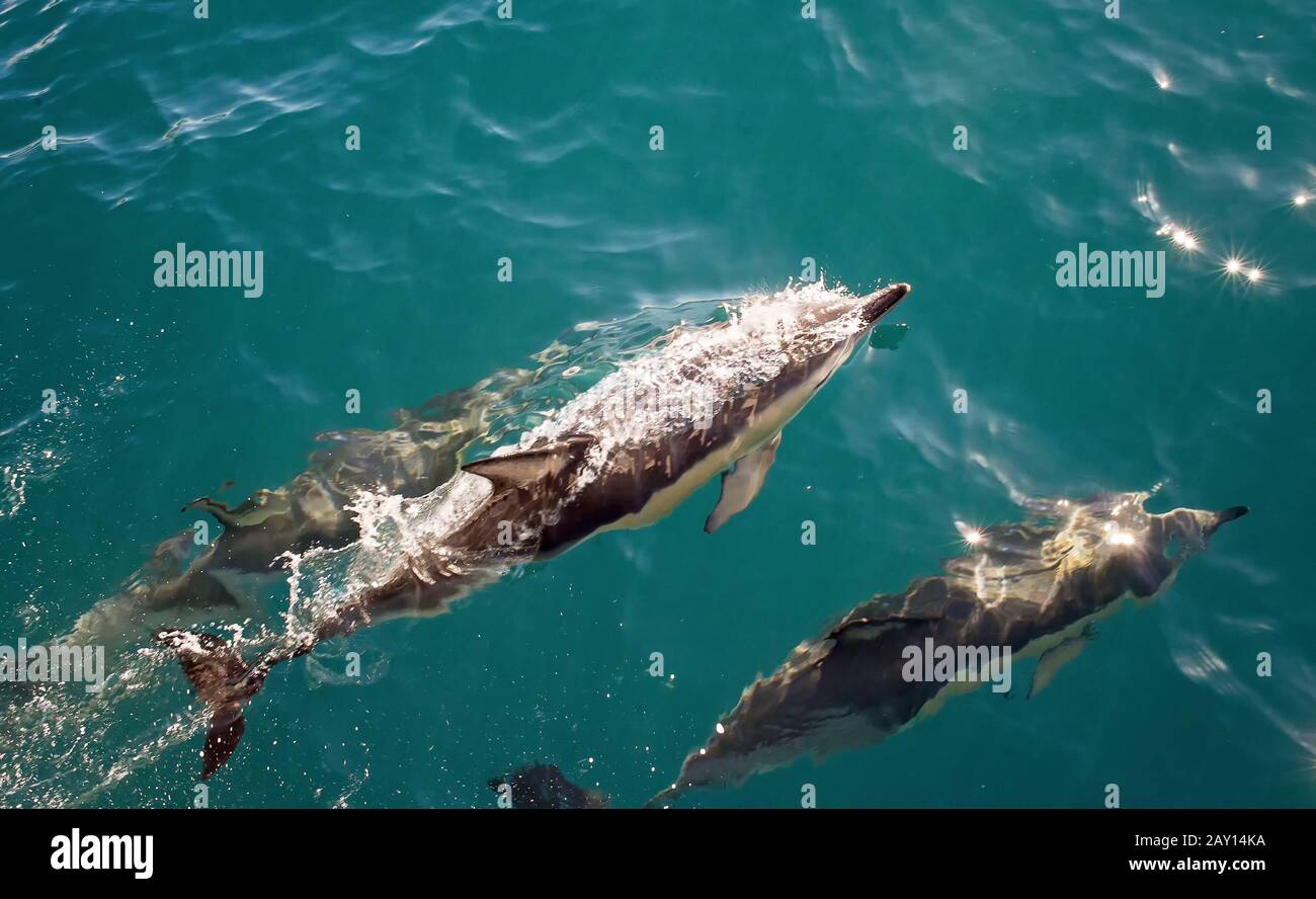 Angle shot of three bottlenose dolphins frolic in the clear waters of New Zealand Stock Photo