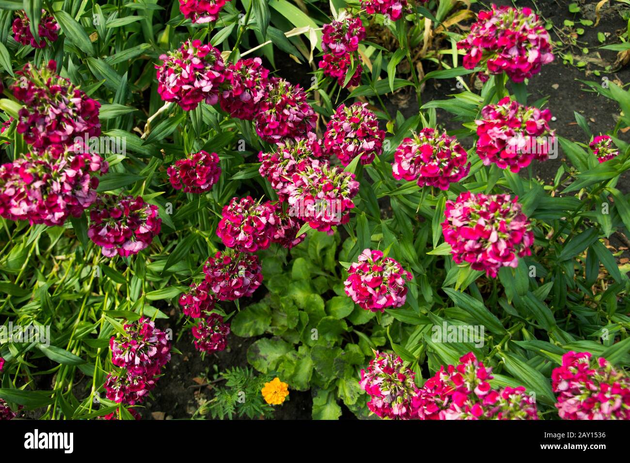 High angle shot pink hi-res stock photography and images - Alamy