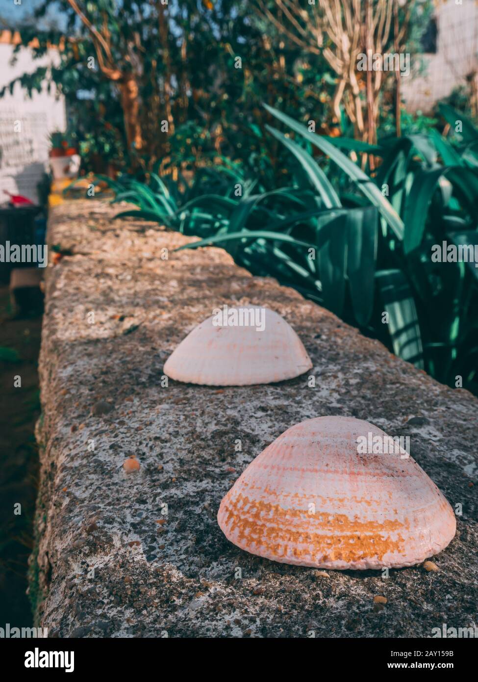 Vintage-style shot of the seashells on the stone near the plants in the yard Stock Photo