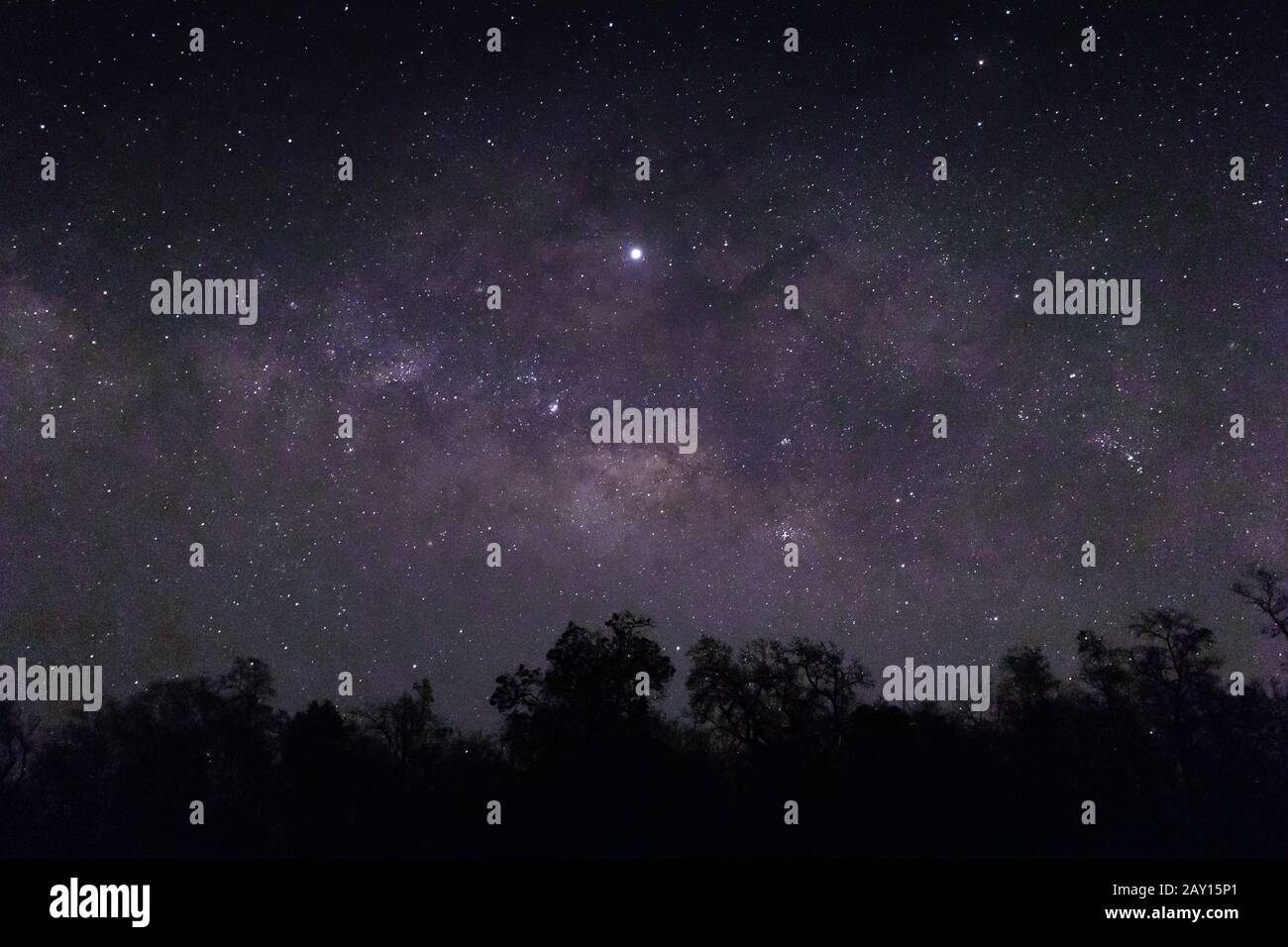 The Sky Full Of Stars And Silhouettes Of Trees Below Perfect For The Sky Full Of Stars And Silhouettes Of Trees Below Perfect For