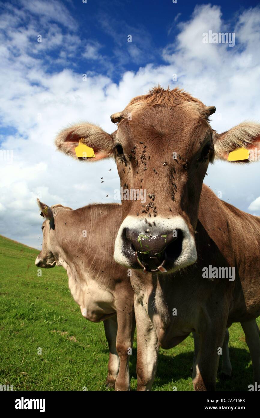 Two Catle two cattle in the pasture Stock Photo - Alamy