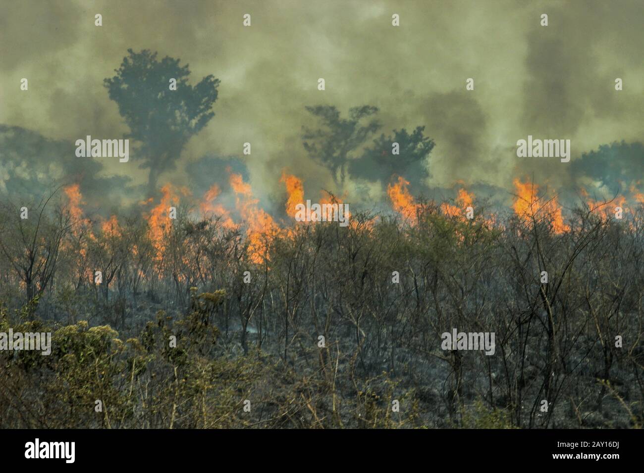 Amazon rainforest burning deforestation brazil hires stock photography
