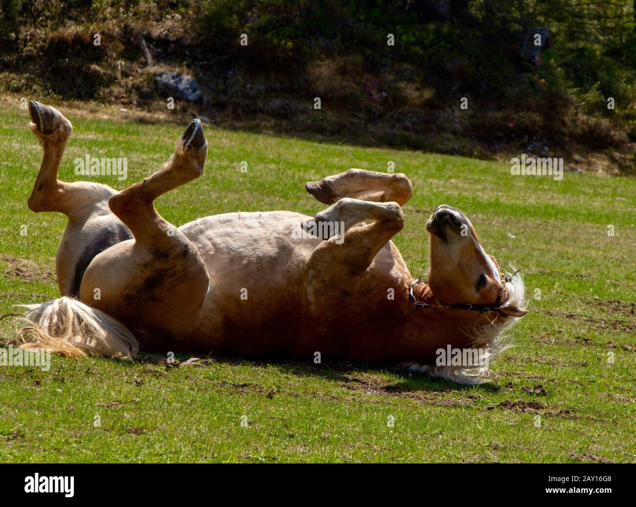 Funny horse lying on his back in a green land during daytime Stock