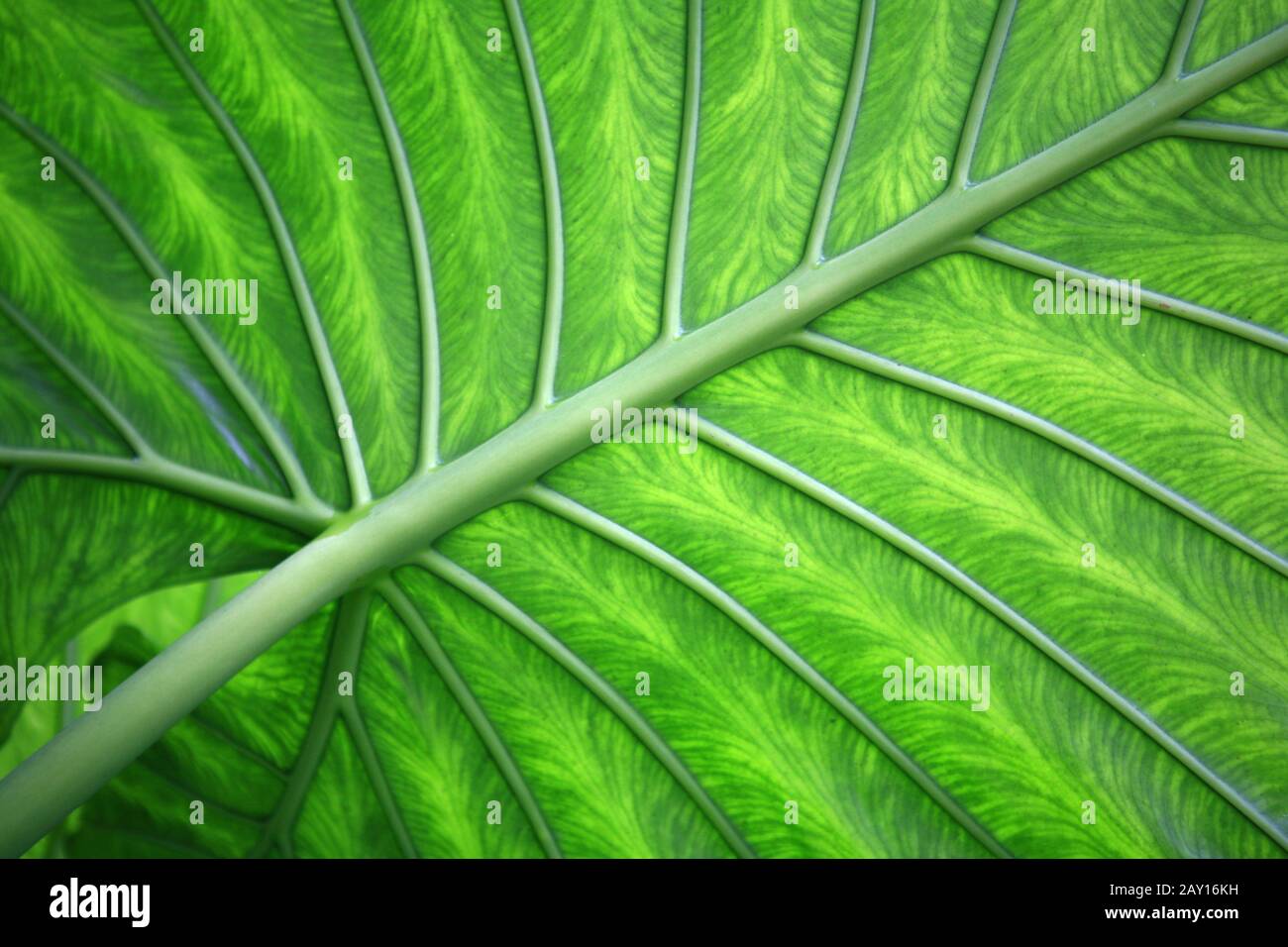 Green leaf structure hi-res stock photography and images - Alamy