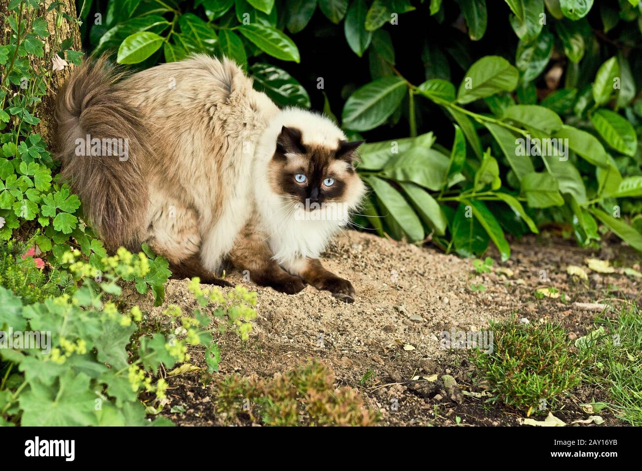 Ragdollcat hi-res stock photography and images - Alamy