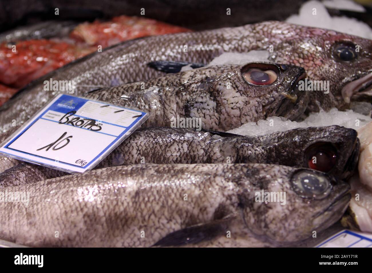 Forkbeard hires stock photography and images Alamy