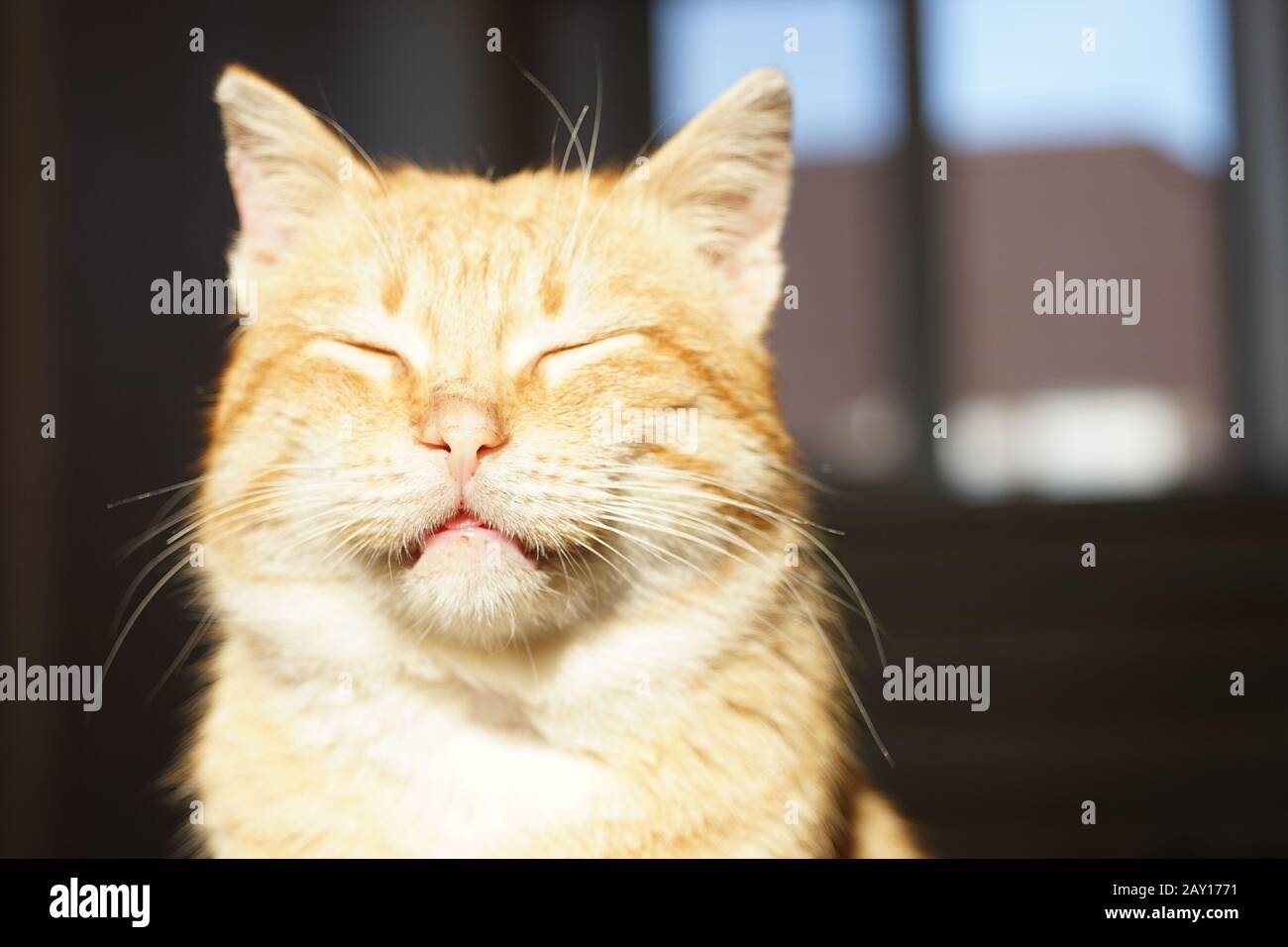 Cute ginger cat face with closed eyes. Pet portrait in sunlight. Stock Photo