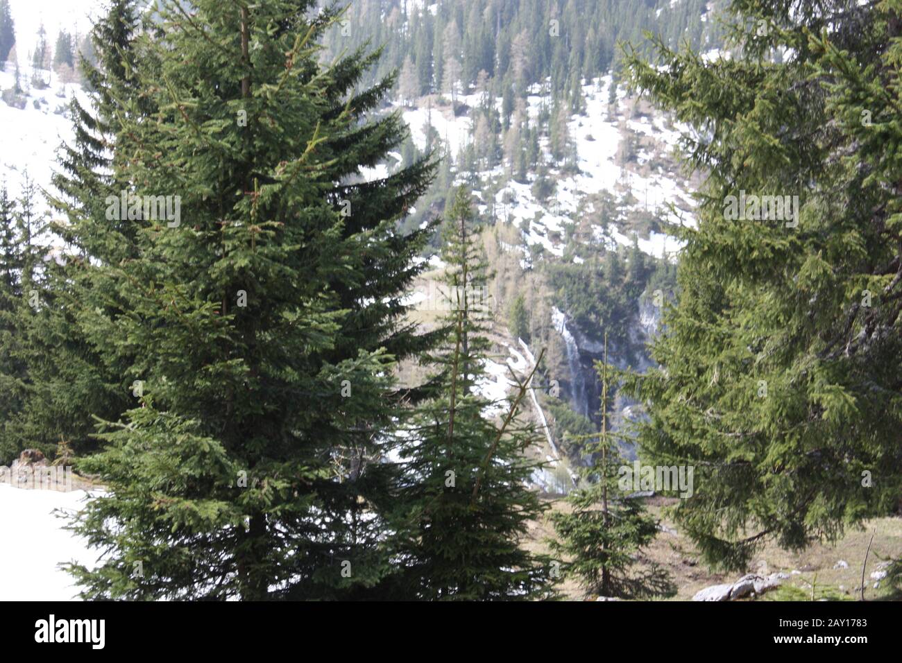 Beautiful forest with a lot of fir trees with high snow-covered ...