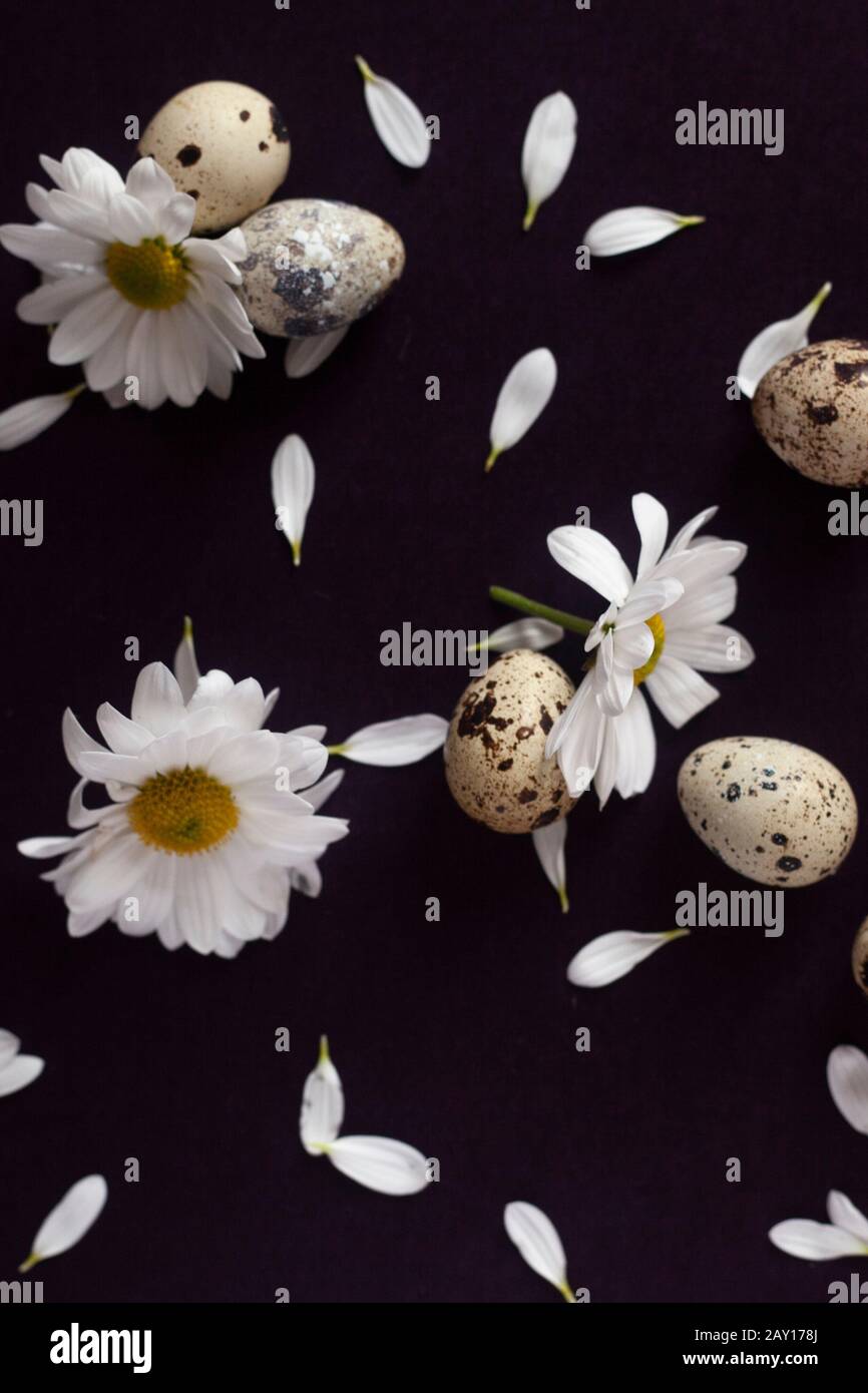 Happy Easter concept. White easter eggs with flower petals lay on the dark background. Easter decorative flat lay. View from above to easter eggs and Stock Photo