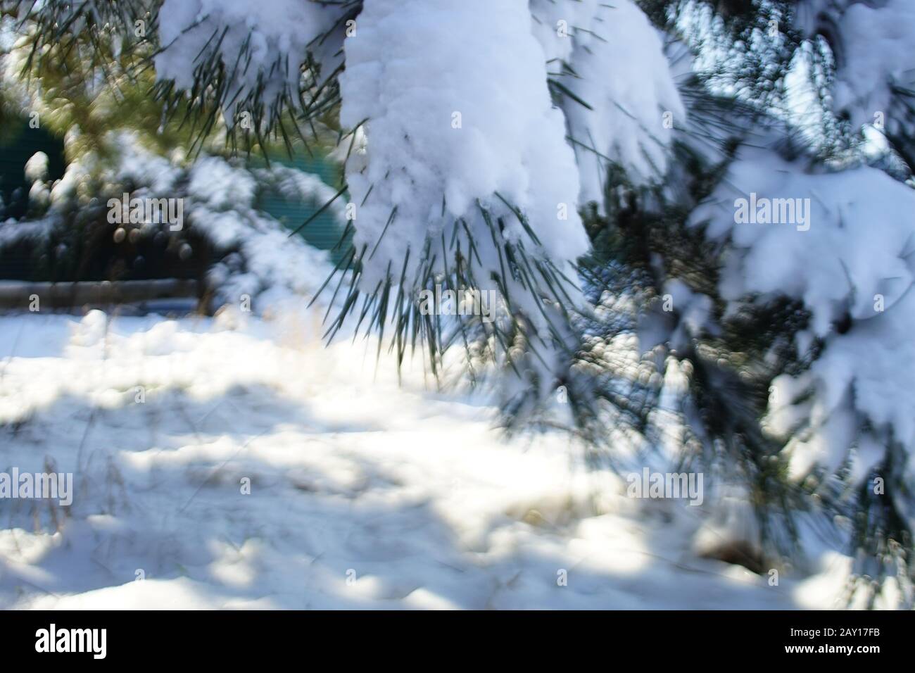 Pine branches covered with snow in sunny forest. Blurred. Stock Photo