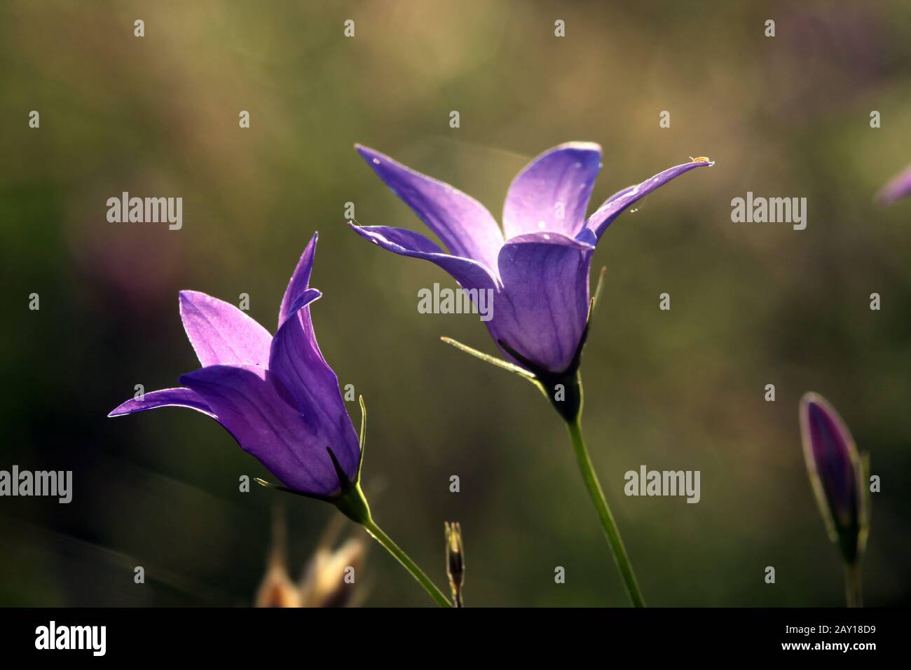 Meadow bellflower (Campanula patula) belongs to the genus of