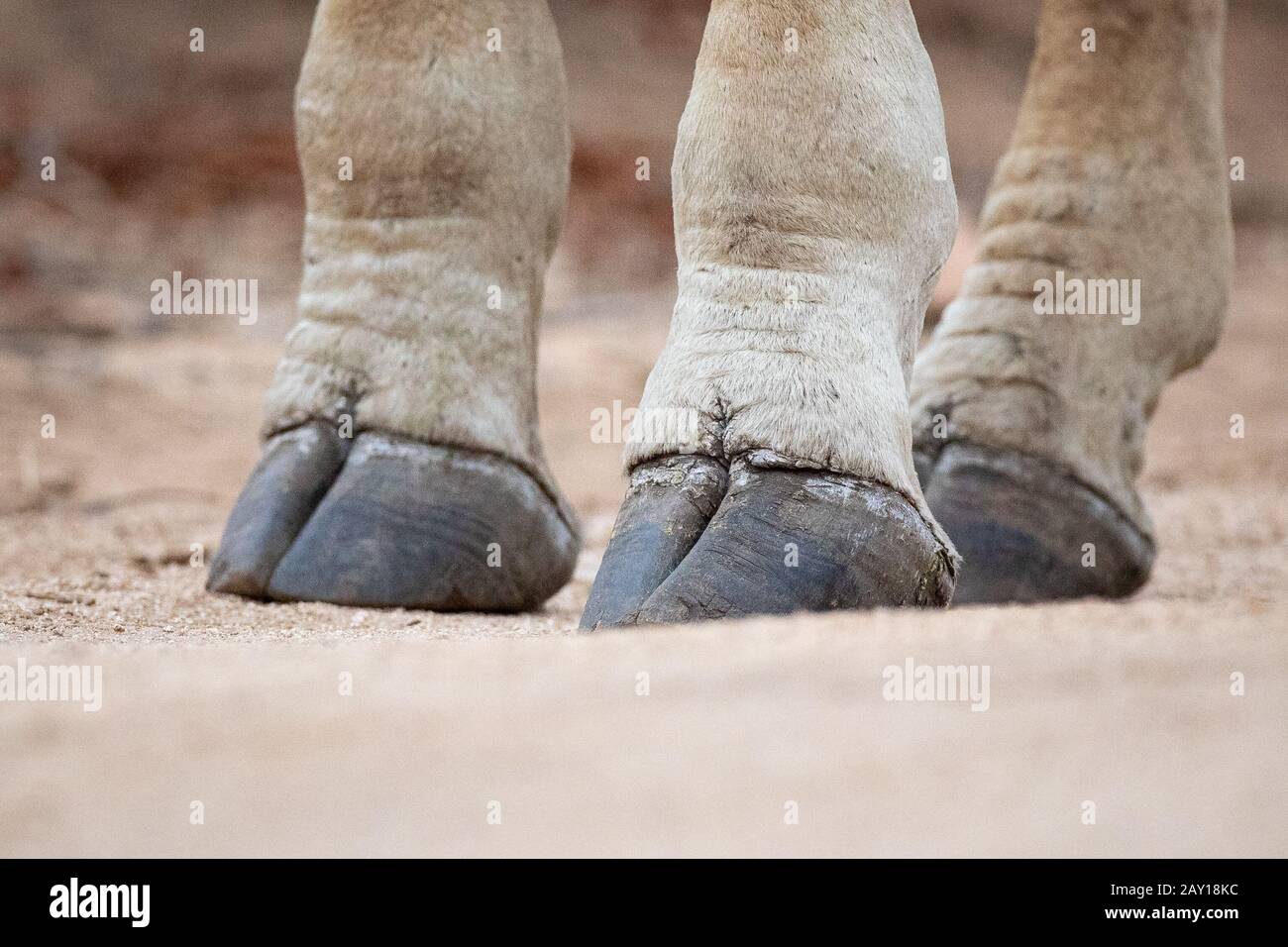 The hooves of a giraffe, Giraffa camelopardalis giraffa, standing on