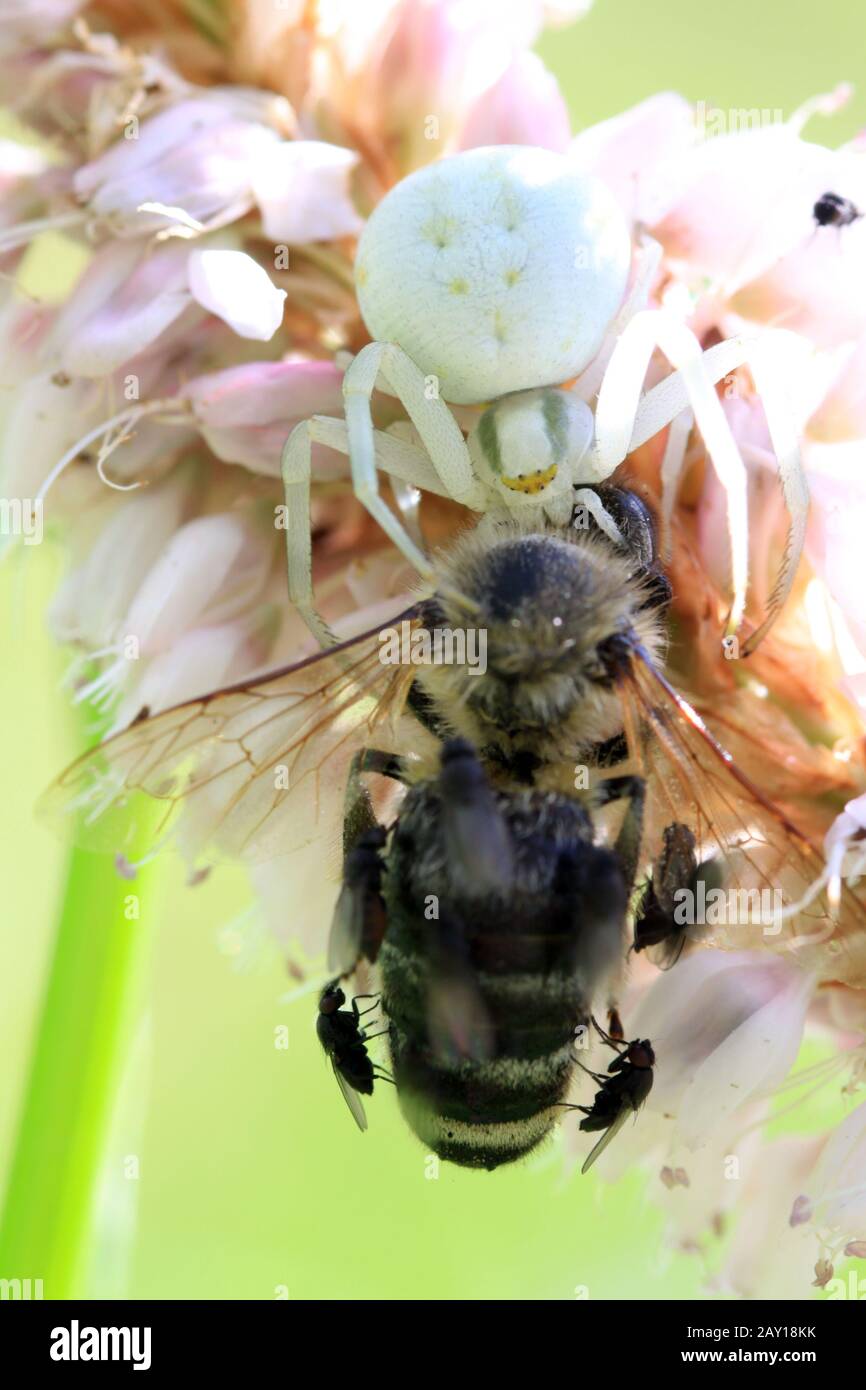 Crab spider hunts bee Stock Photo Alamy
