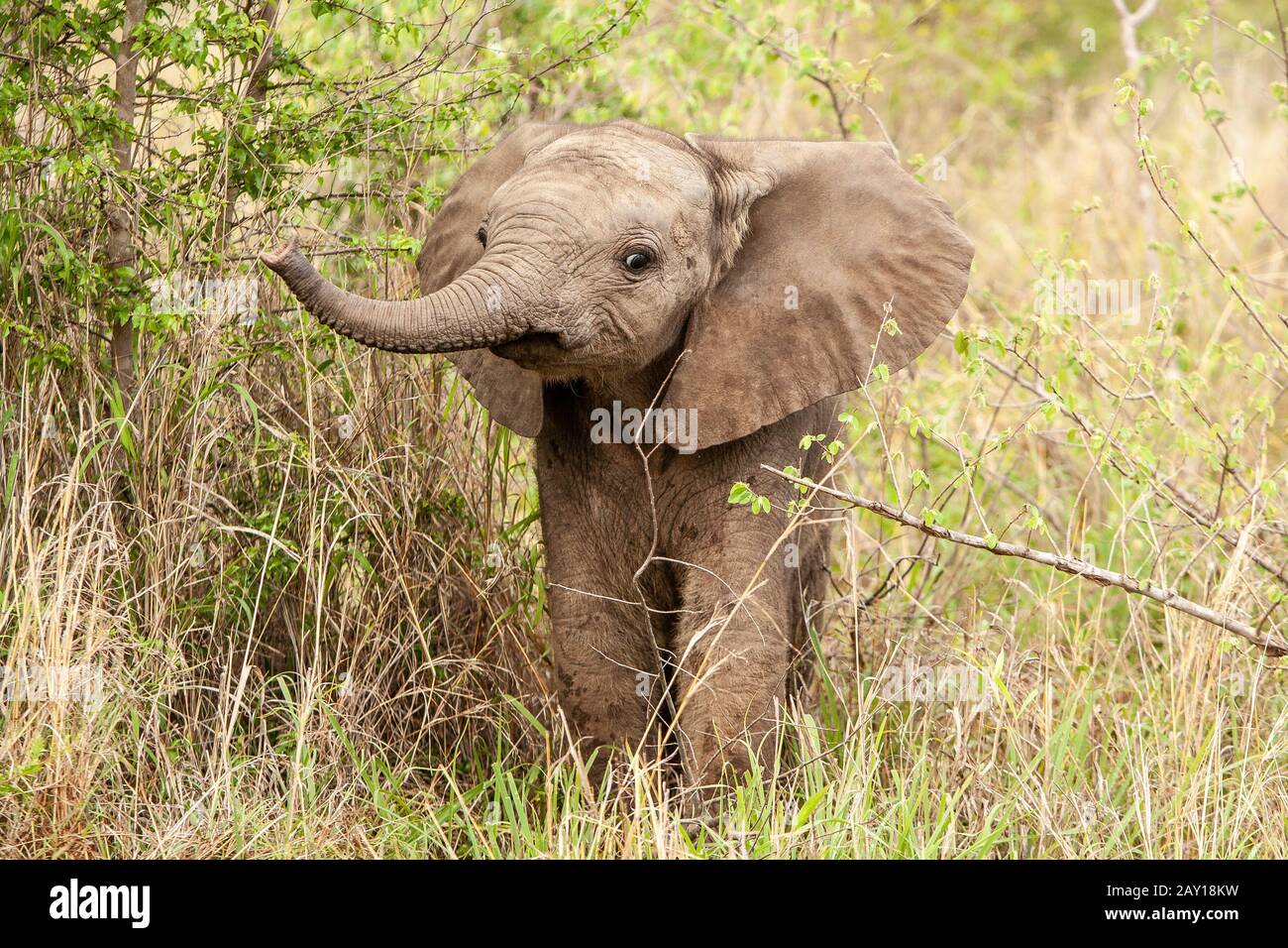 An elephant calf, Loxodonta africana, lifts its trunk while standing in greenery Stock Photo
