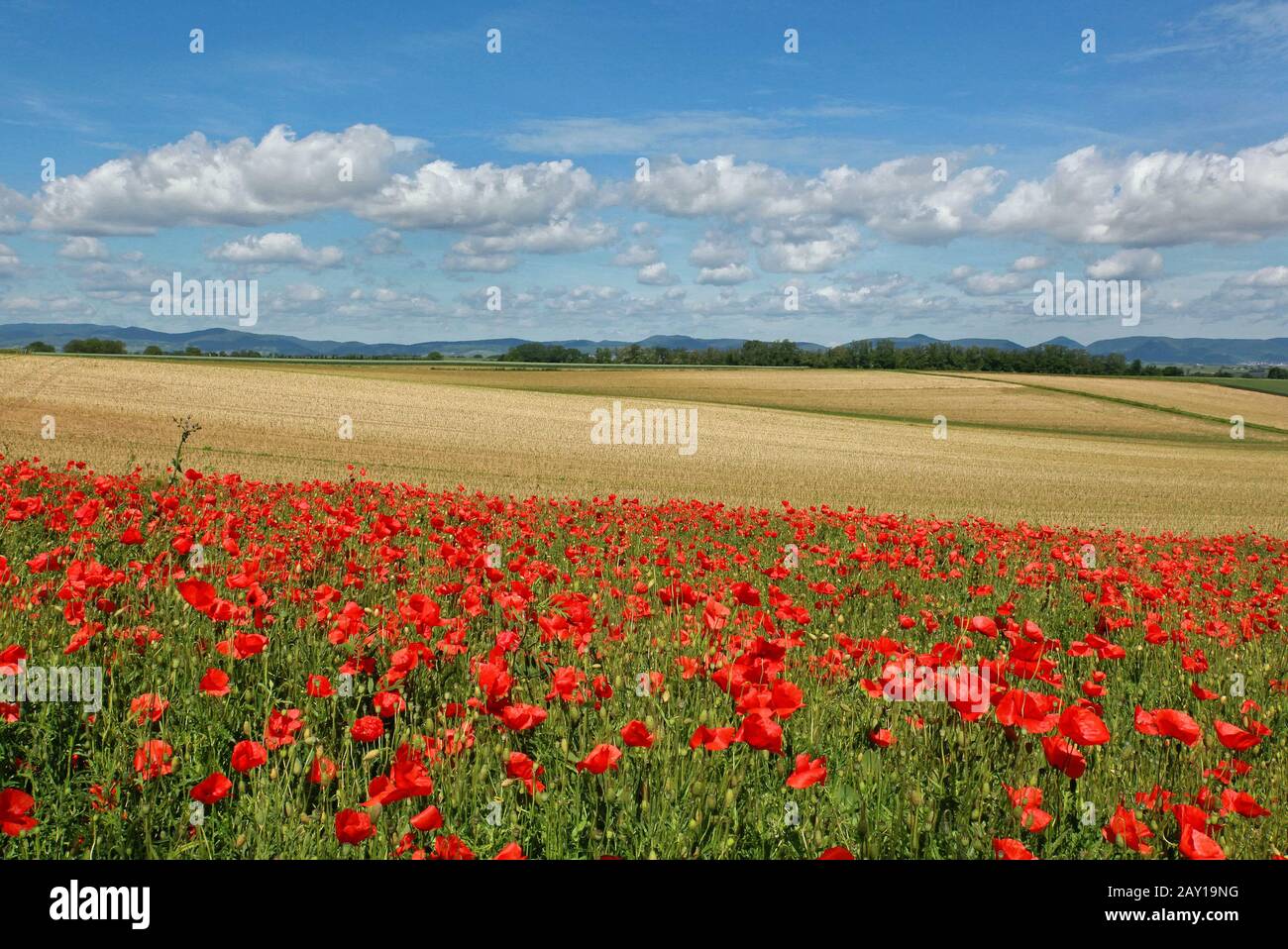 Poppy field in the Southern Palatinate Stock Photo
