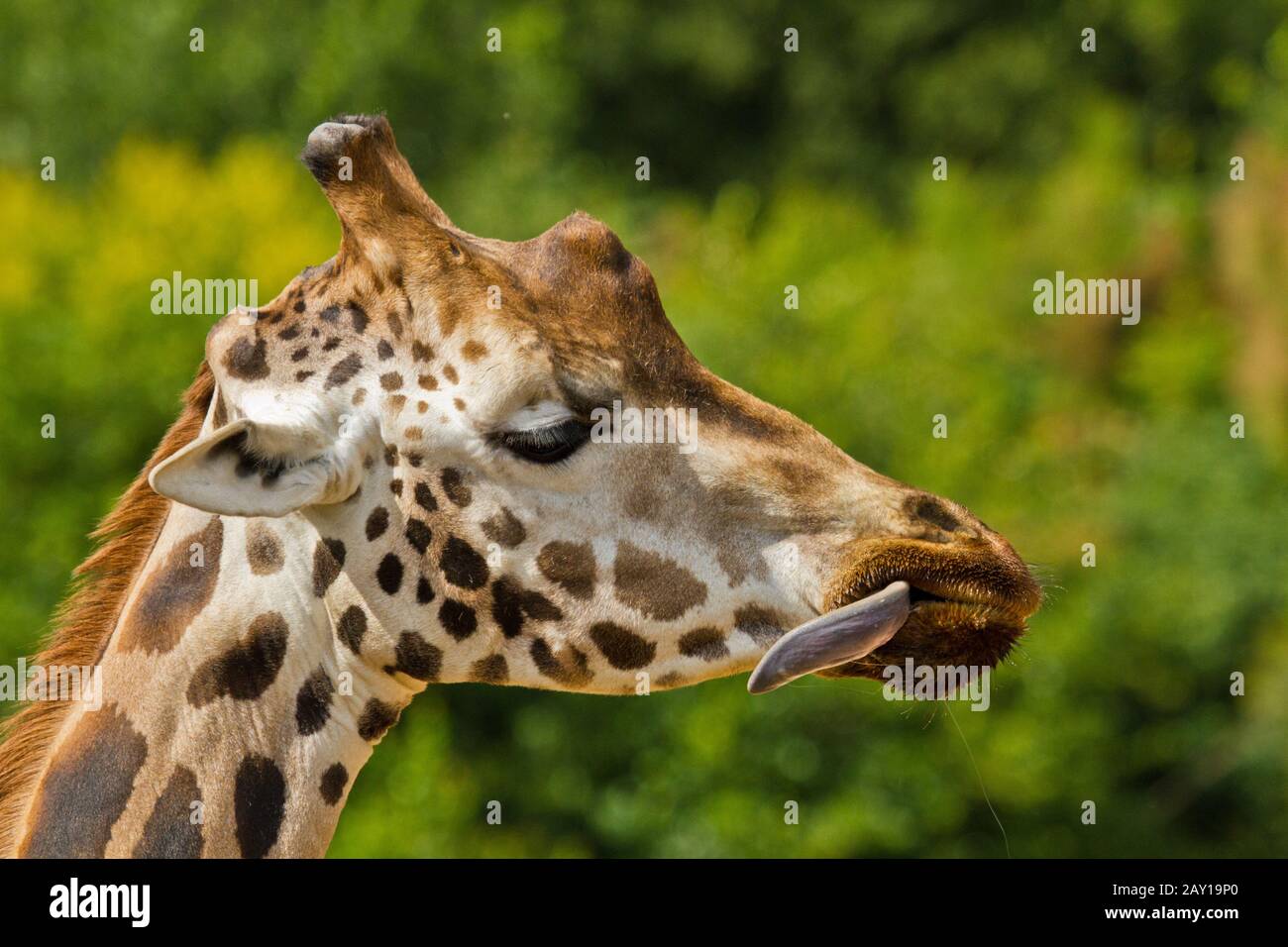 Ugandan giraffe hi-res stock photography and images - Alamy