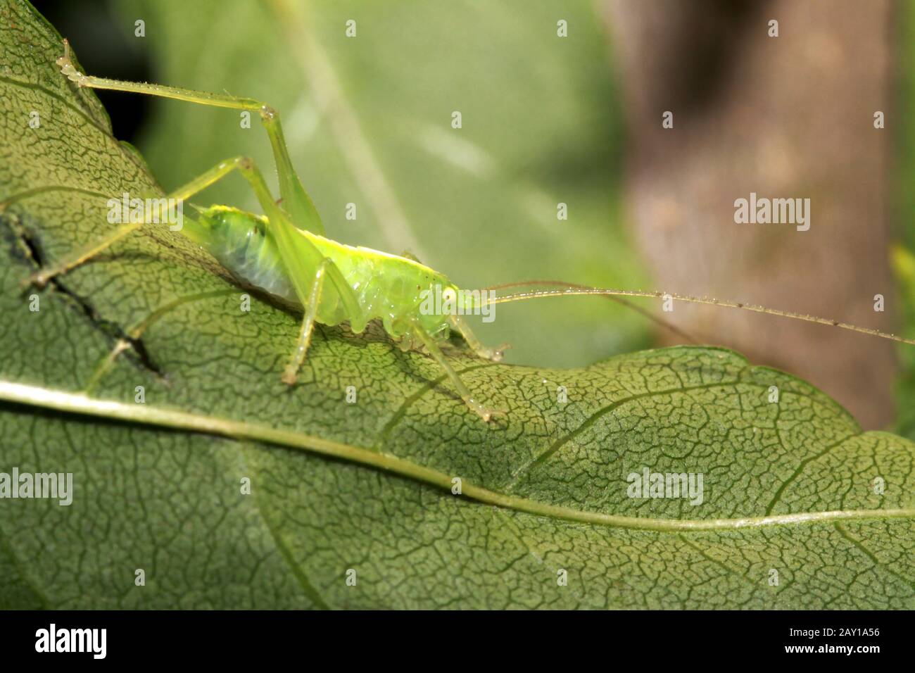 Long tailed insect hi-res stock photography and images - Alamy