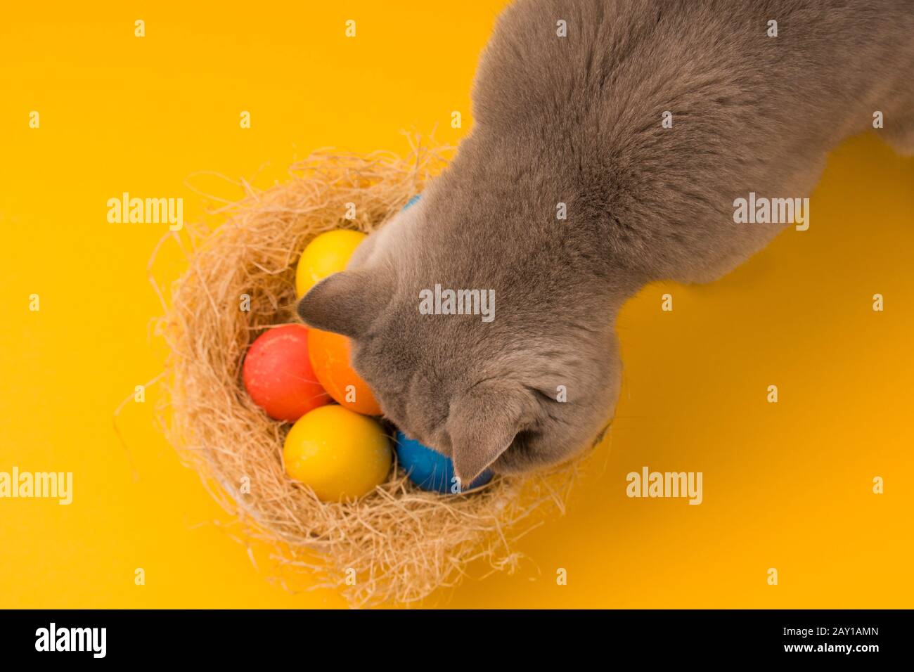 Cat sniffs Multicolored Easter eggs in a nest on an yellow background . Stock Photo