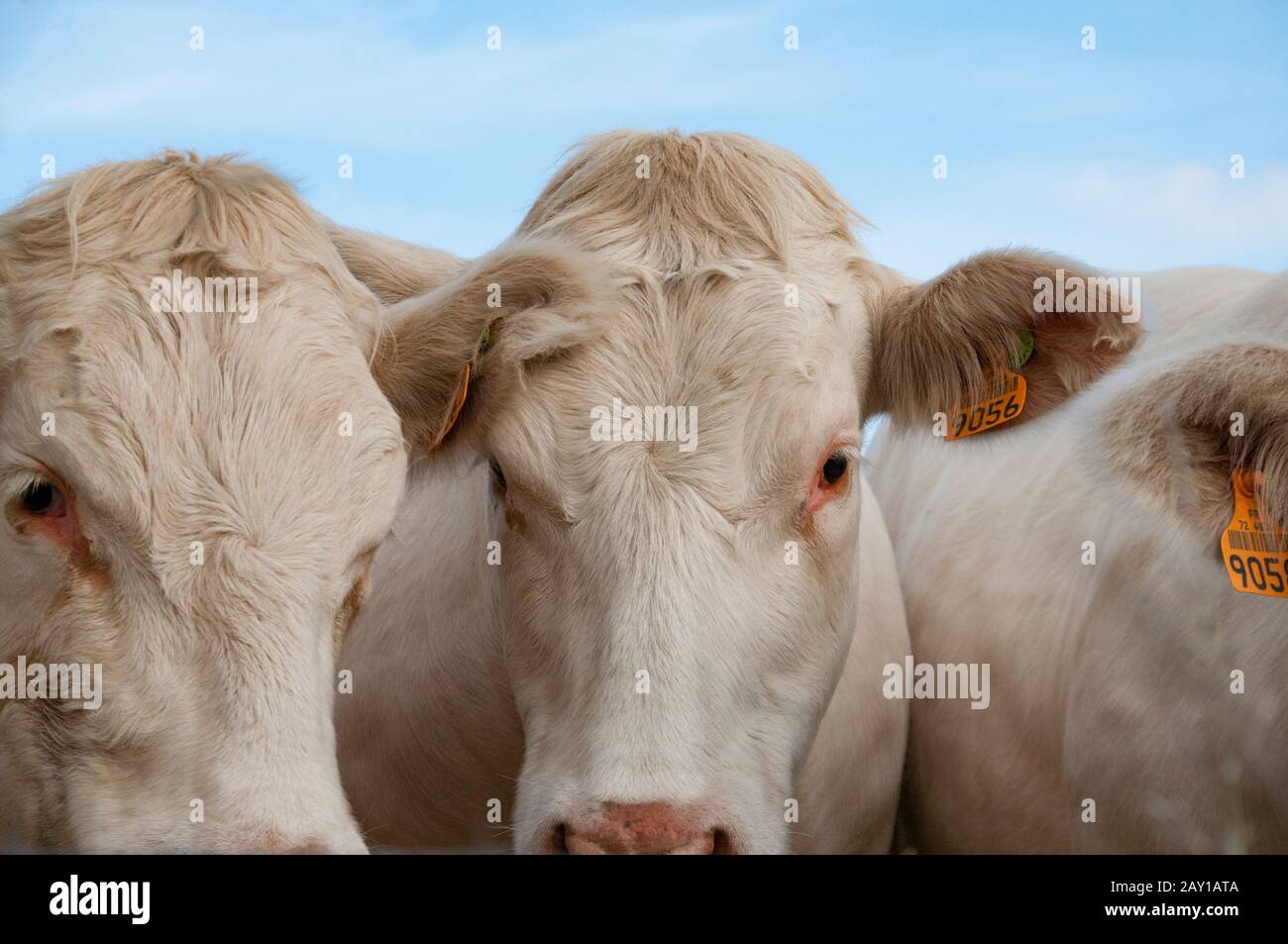 Lait De Vache High Resolution Stock Photography And Images Alamy