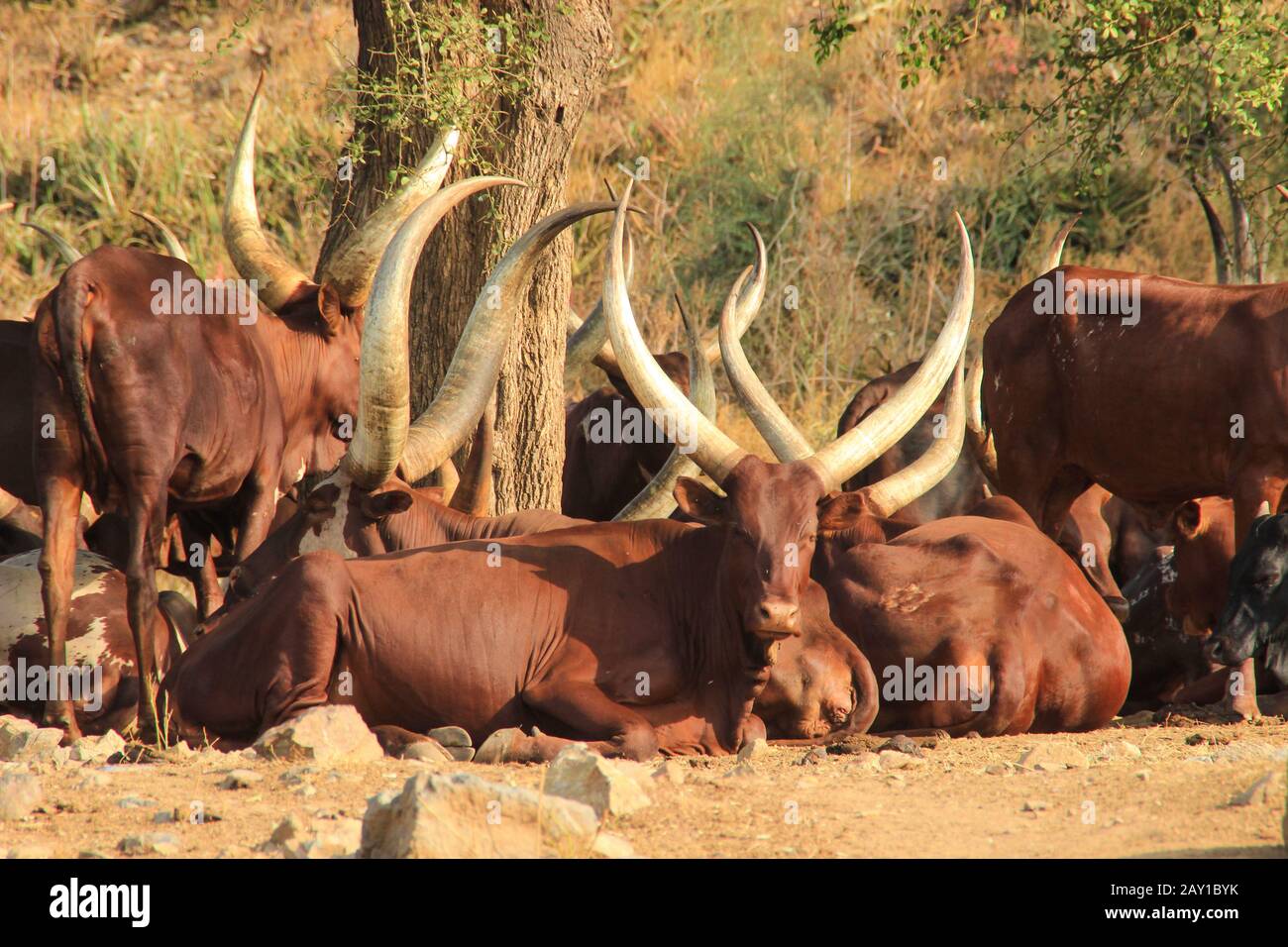 Longhorned Cows in Uganda Stock Photo Alamy