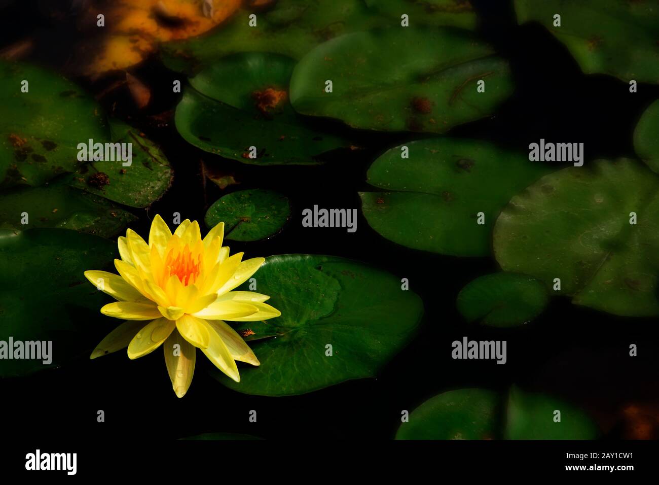 Yellow lotus flower in the corner of the pond with dark green ...
