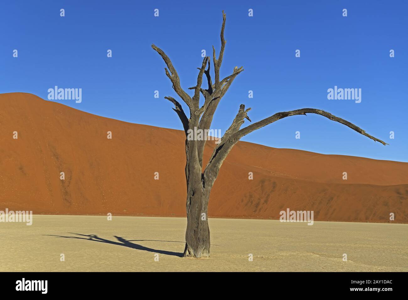 Camel thorn trees (Acacia erioloba), also known as camel thorn or camel sprouts Stock Photo
