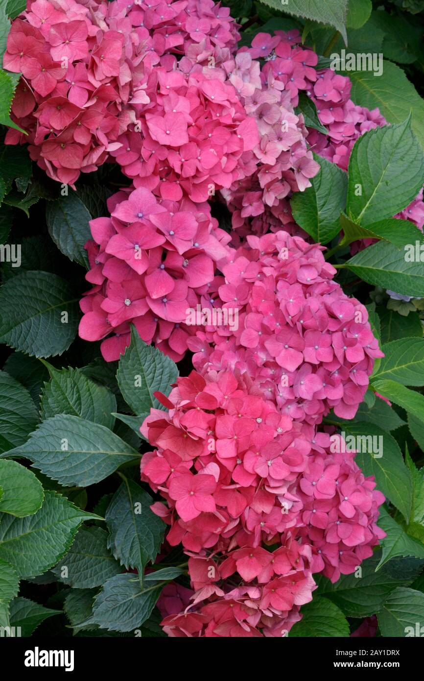 Pink or mauve hydrangea flowers in full bloom. Stock Photo