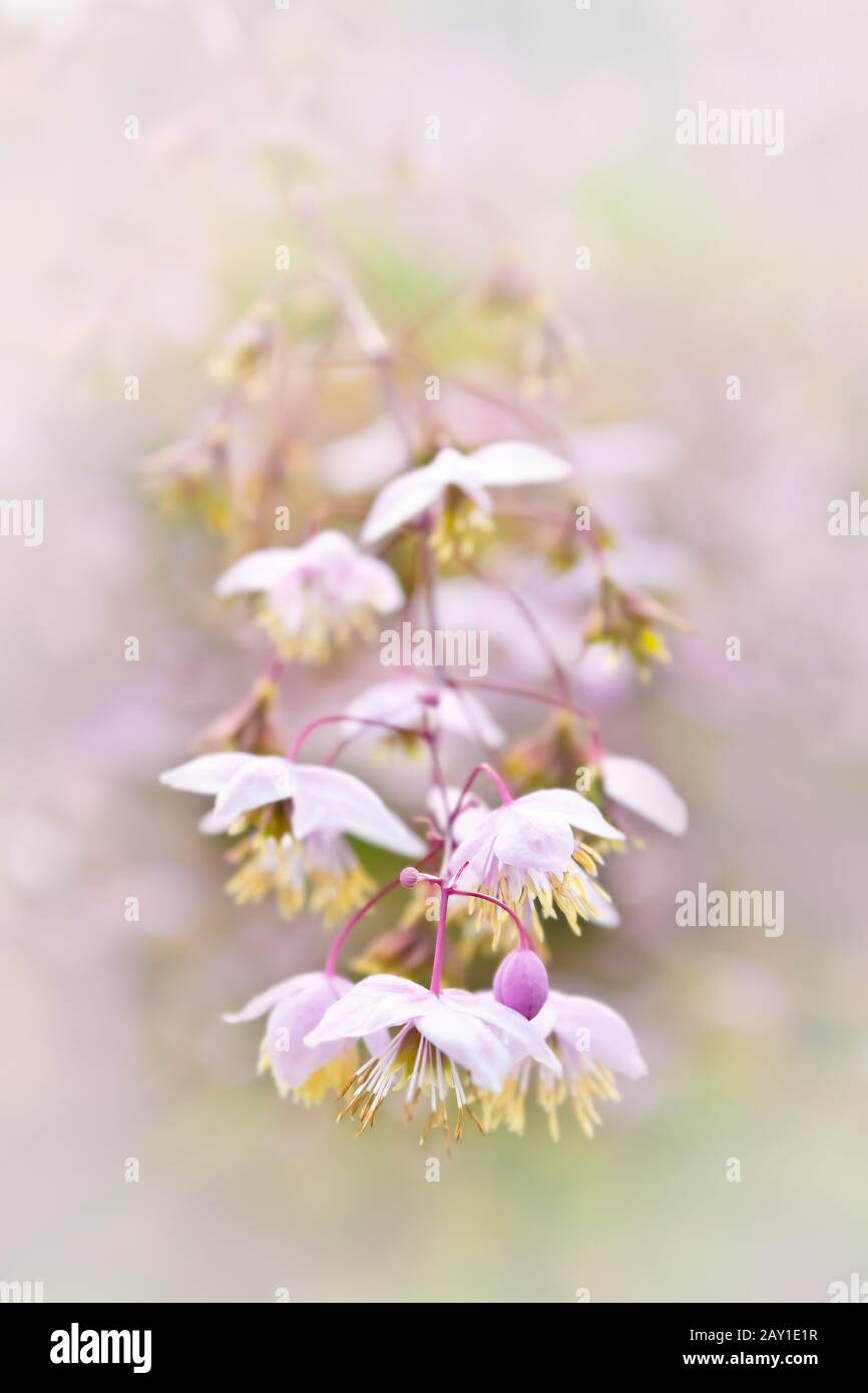 Close-up of chinese meadow-rue flowers, nostalgic and romantic background texture. Stock Photo