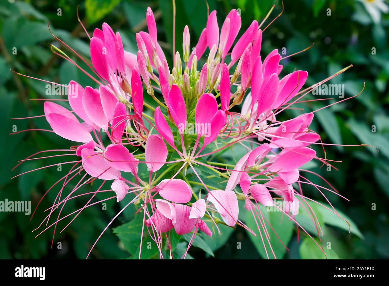 Spider Plant Flower