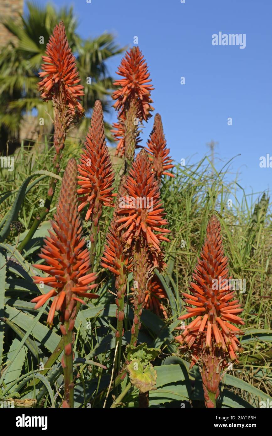 different Aloearten ( Aloe spec.) in Lamberts Bay, West Hood, Stock Photo