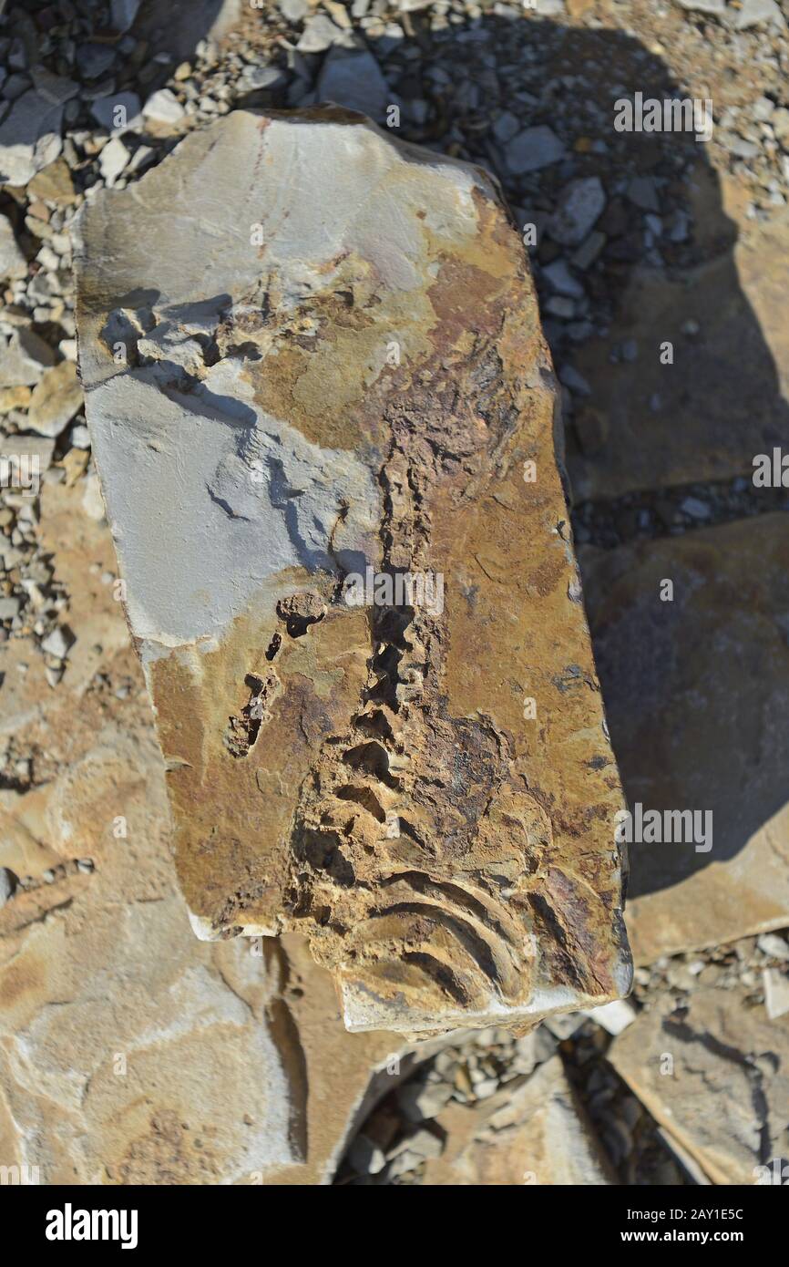 approx. 300 million year old fossils of Mesosaurus tenuidens Stock