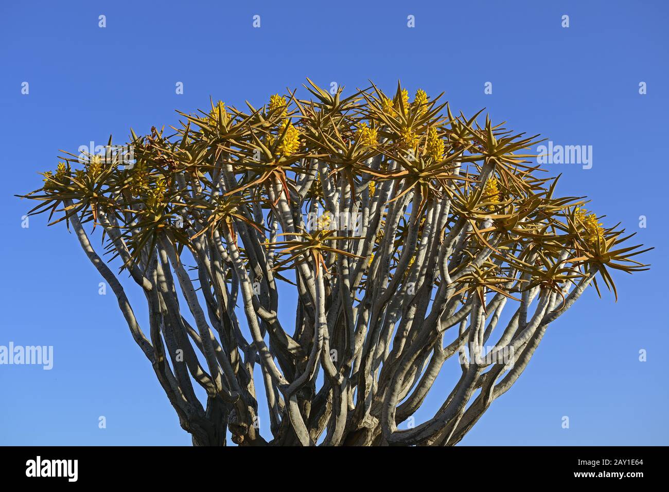 Koecherbaum oder Quivertree (African: Kokerboom, Aloe dichoto Stock Photo