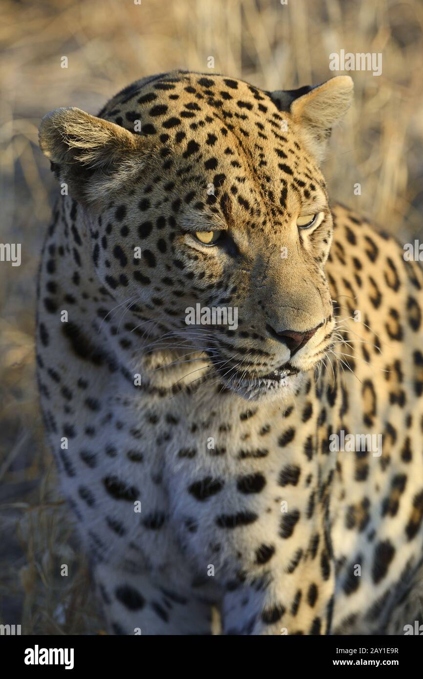 Leopard (Panthera pardus) , Khomas Region, Namibia, Afrika Stock Photo
