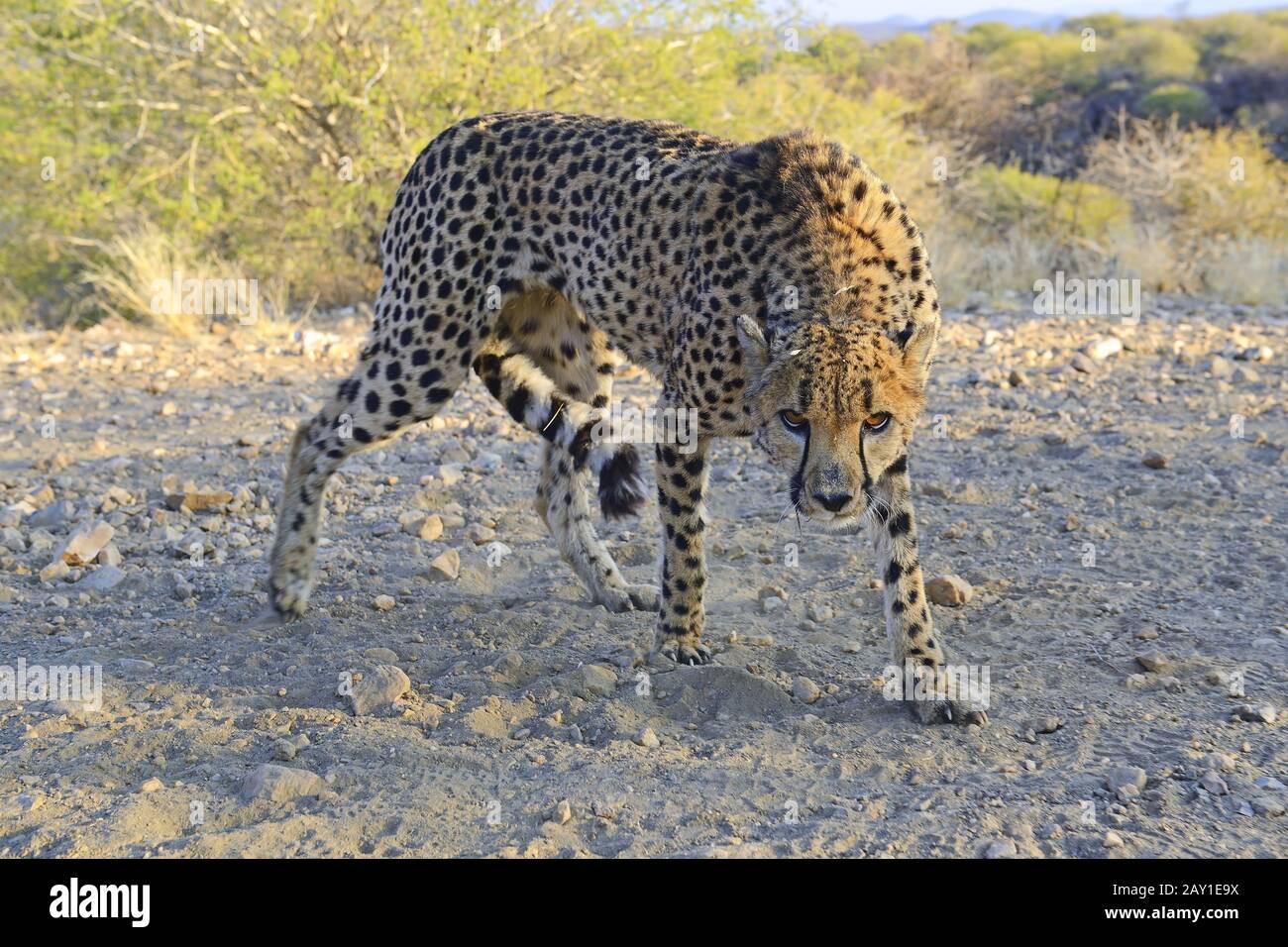 Cheetah (Acinonyx jubatus) in dohender husbandry, Khomas region, N Stock Photo