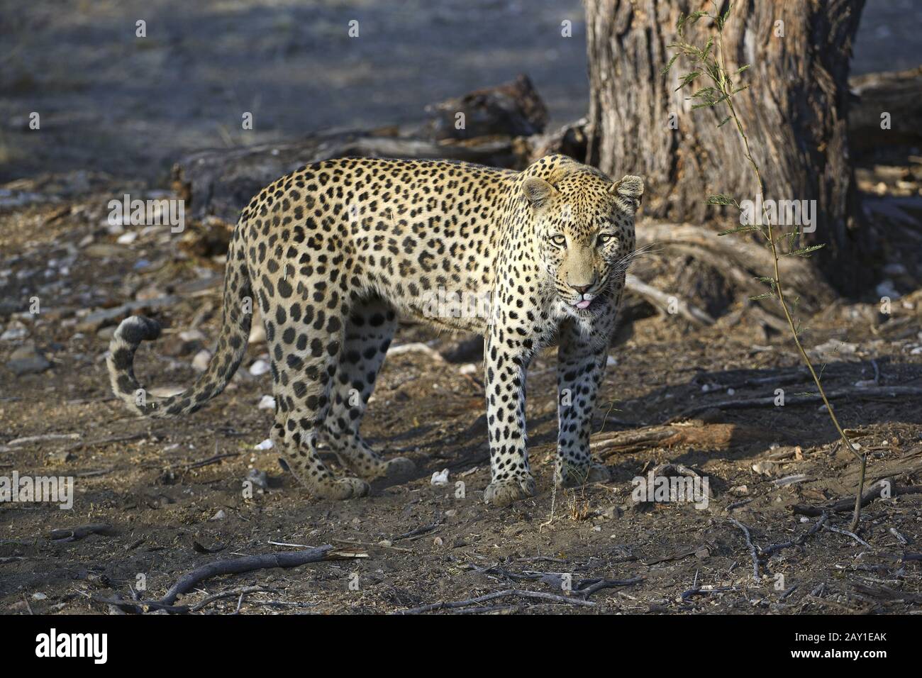 Leopard (Panthera pardus) roams through its territory in the morning, K Stock Photo