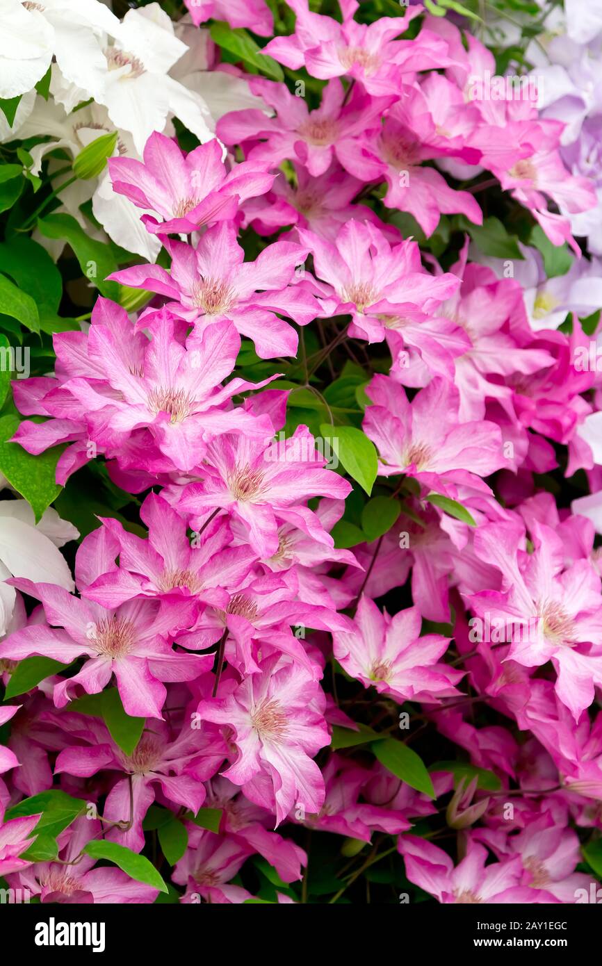 Lots of pink Clematis flowers in soft light, nostalgic and romantic background texture Stock