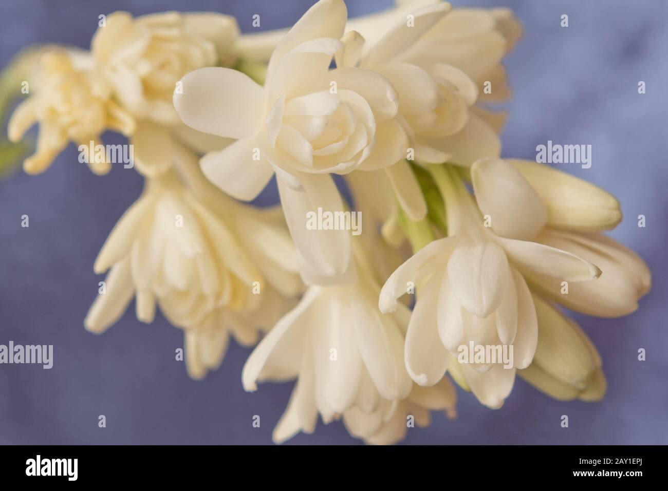 Close-up of white tuberose flowers, in front of a soft blue background. Stock Photo