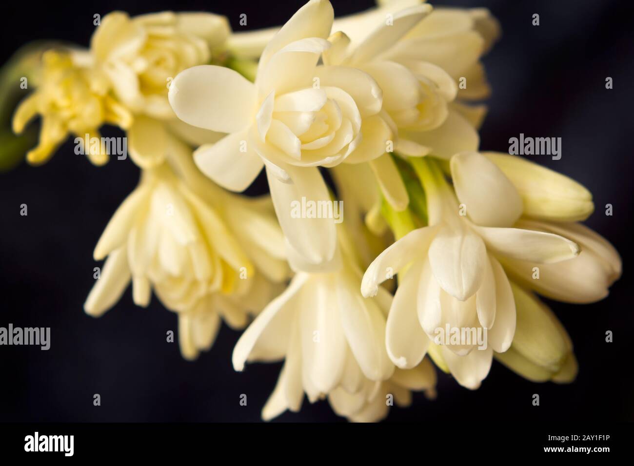 Close-up of white tuberose flowers, in front of a dark blue background. Stock Photo