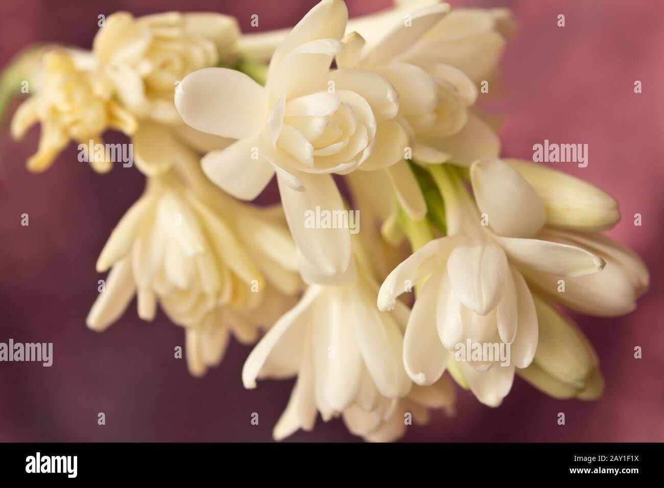 Close-up of white tuberose flowers, in front of a soft red background. Stock Photo