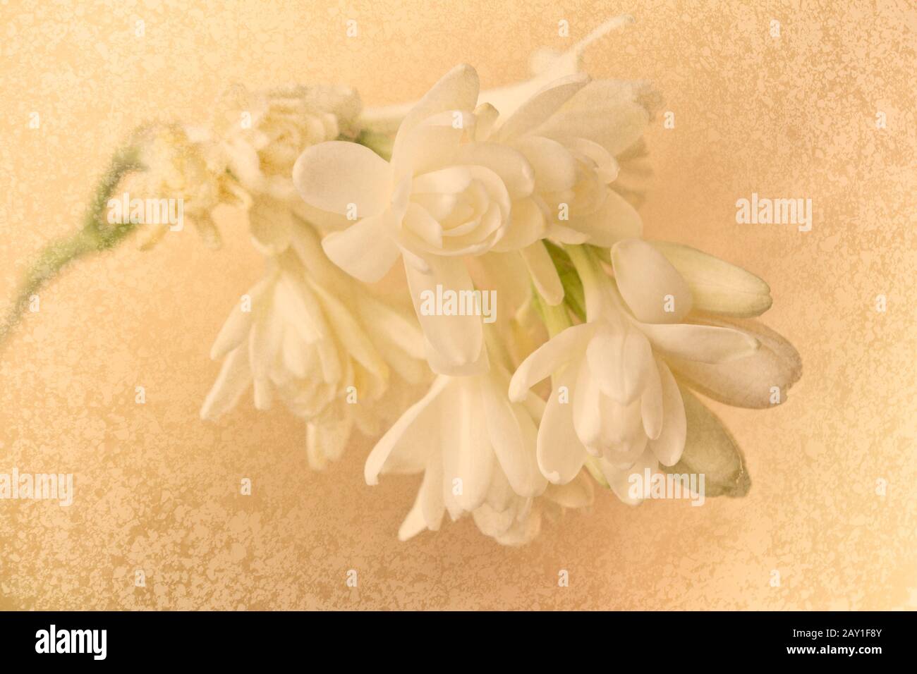 Delicate white tuberose flowers in soft light, nostalgic vintage filter effect. Stock Photo
