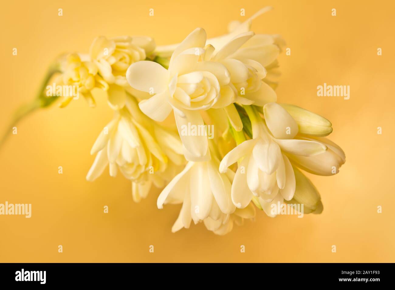 Exotic tuberose flowers in soft light, in front of a yellow gold background. Stock Photo