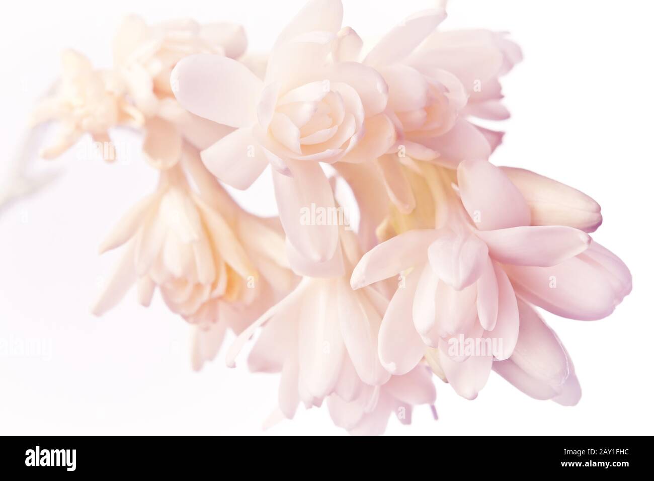 Exotic white and pink tuberose flowers in soft light, nostalgic and romantic background texture. Stock Photo