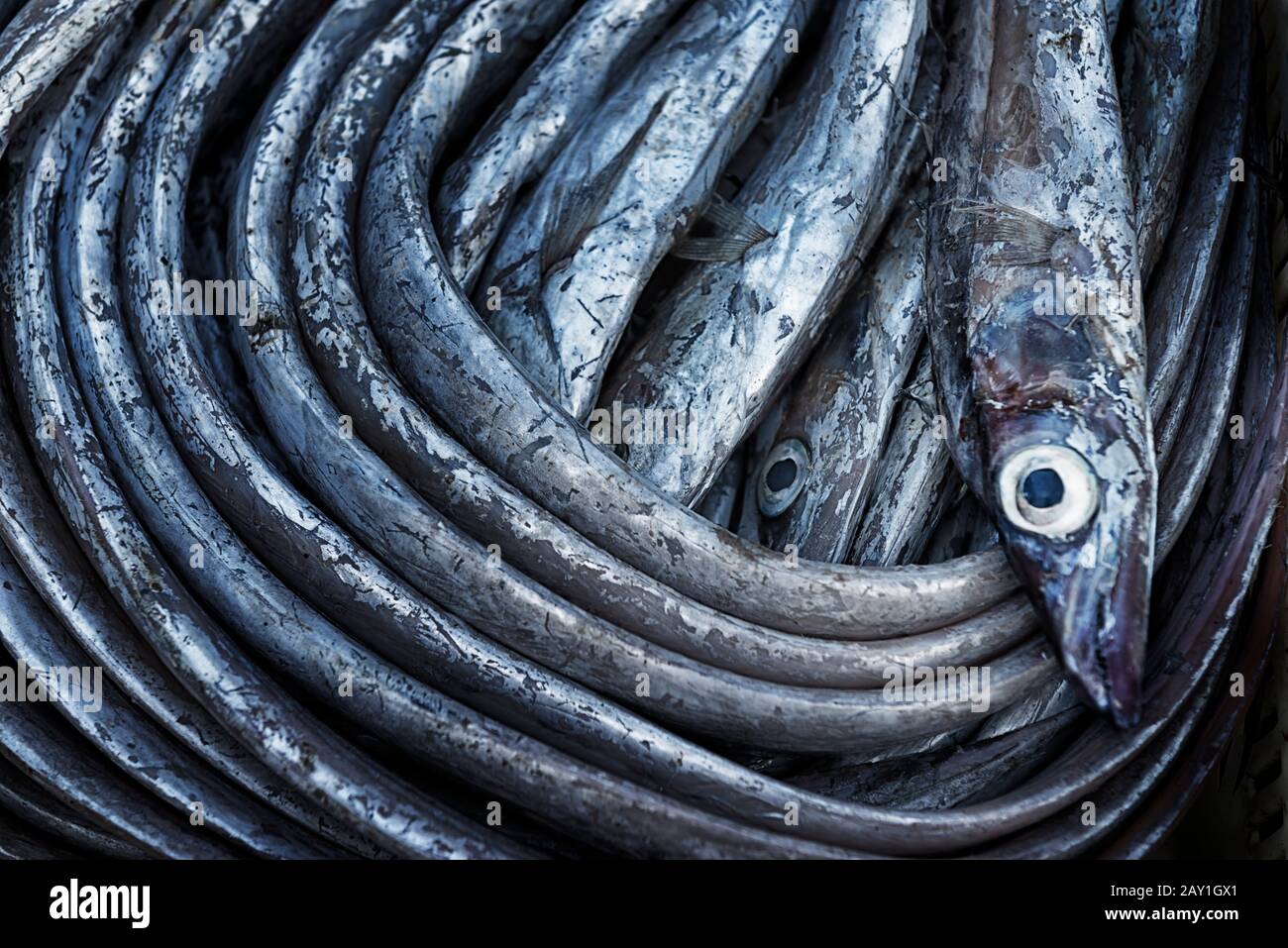Eel fish. Food background image. Stock Photo