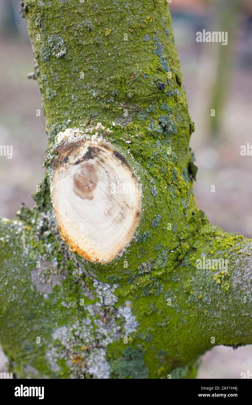 Pruning Fruit Trees In Spring : Pruning Fruit Trees Giantveggiegardener : We think the best time to start pruning branches is in the early spring.