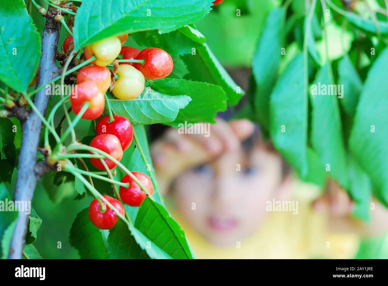 Close up carry tree hi-res stock photography and images - Alamy
