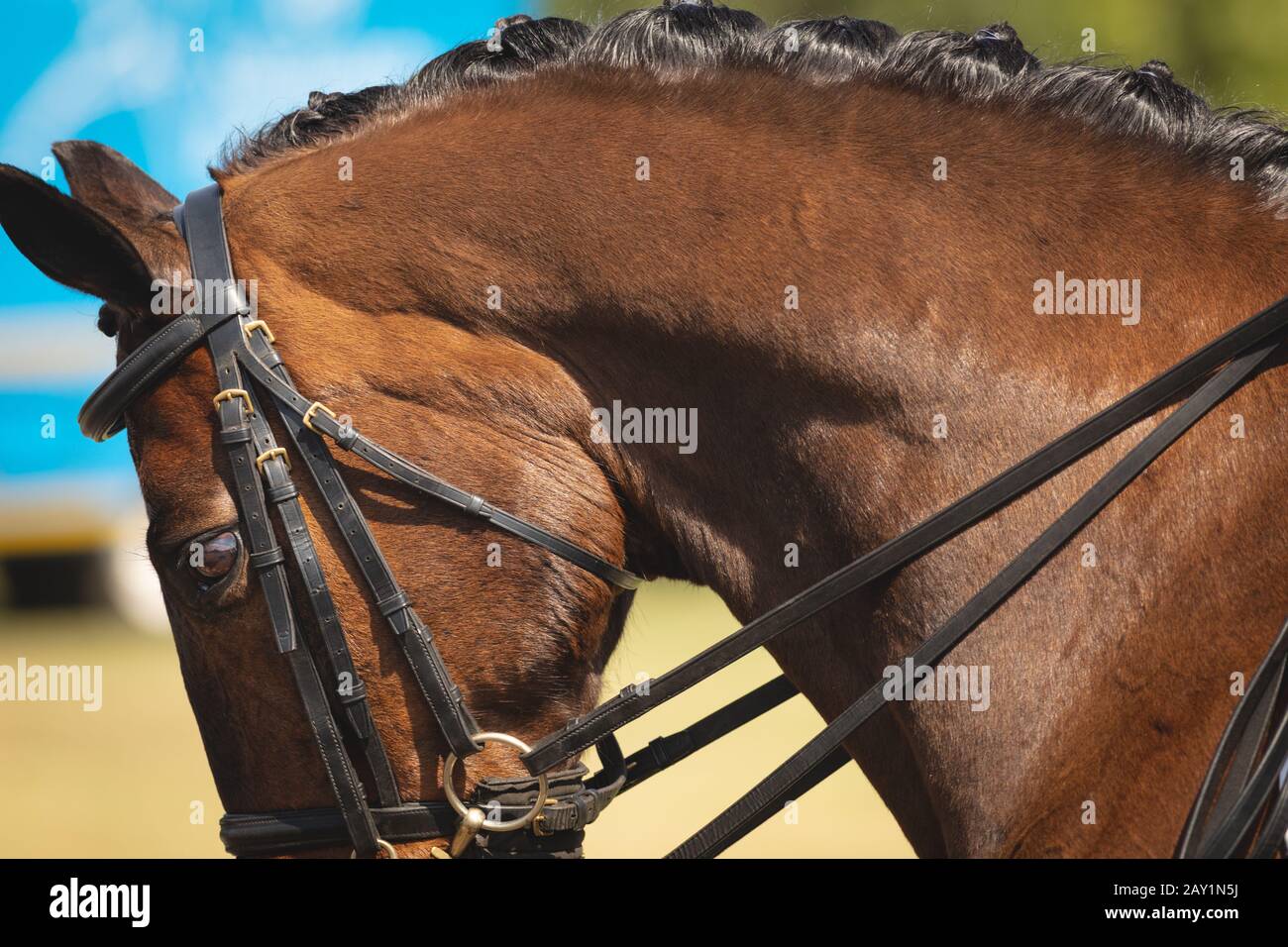 Close up view of a dressage horse with a bridle on Stock Photo Alamy